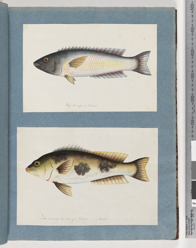Page 18. Unidentified fish.19. Unidentified fish by Unknown artist