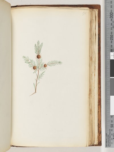 Unidentified Plant by Unknown