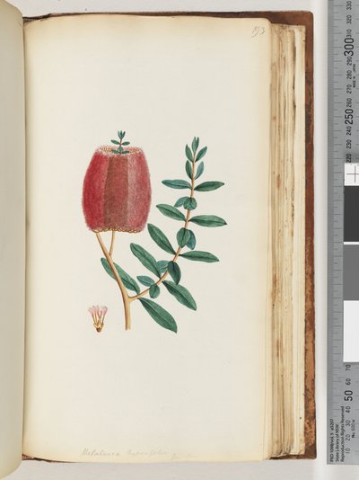 Page 193. Melaleuca hypecifolia / Red Honey Myrtle by Unknown artist