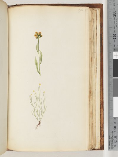 Page 194. Unidentified plant by Unknown artist