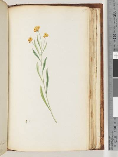 Unidentified Plant by Unknown