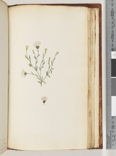 Page 196. Unidentified plant by Unknown artist