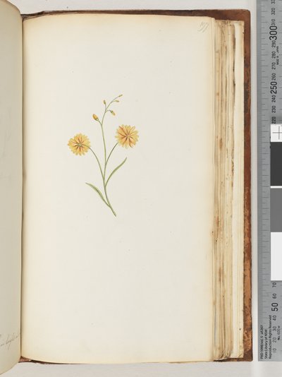 Unidentified Plant by Unknown