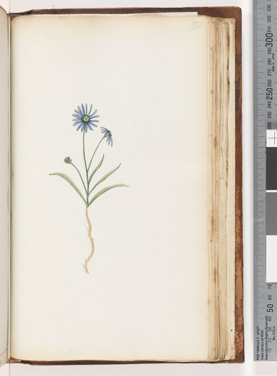 Page 198. Unidentified plant by Unknown artist