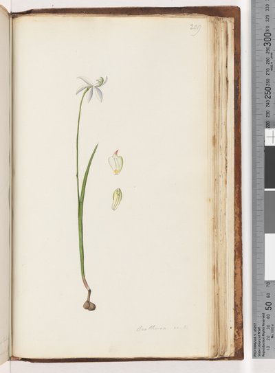 Page 209. Arethusa certe? by Unknown artist