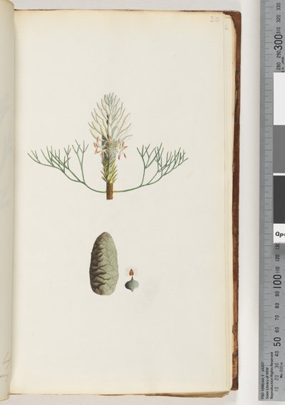 Page 20. Unnamed Plant by Unknown artist