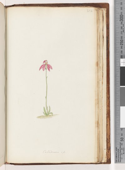 Page 212. Caladenia sp by Unknown artist