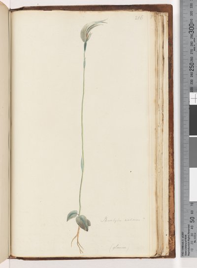 Page 216. Pterostylis nutans? by Unknown artist