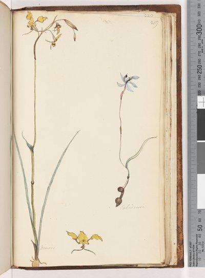 Page 219. Caladenia / Diuris two plants by Unknown artist