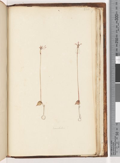 Enochelus? by Unknown