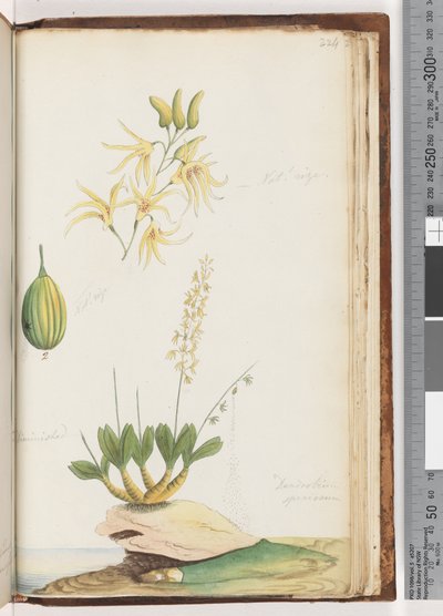Page 224. Dendrobium speciosum Rock Orchid by Unknown artist