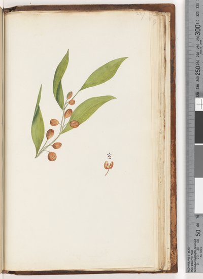 Unidentified Plant by Unknown