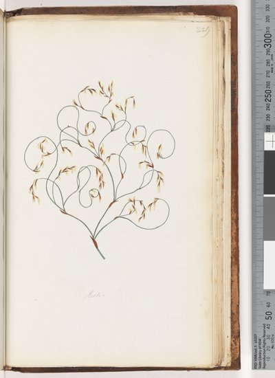 Page 229. Restio by Unknown artist