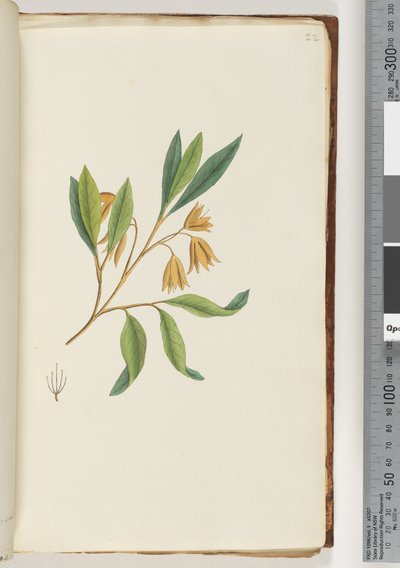 Page 22. Unidentified Plant by Unknown artist