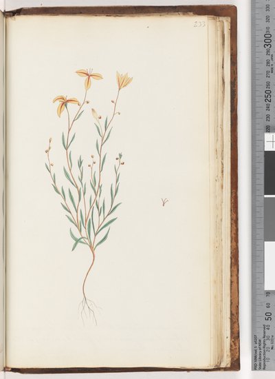 Unidentified Plant by Unknown