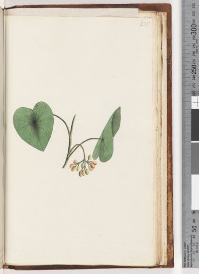 Page 235. Unidentified plant by Unknown artist