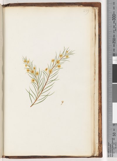 Page 239. Unidentified plant by Unknown artist
