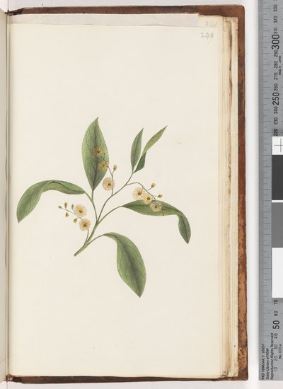 Page 240. Unidentified plant by Unknown artist