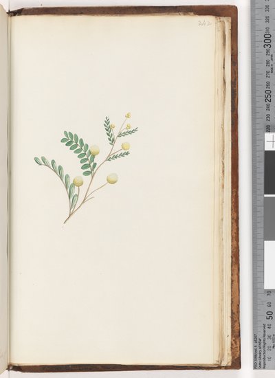 Page 242. Unidentified plant by Unknown artist