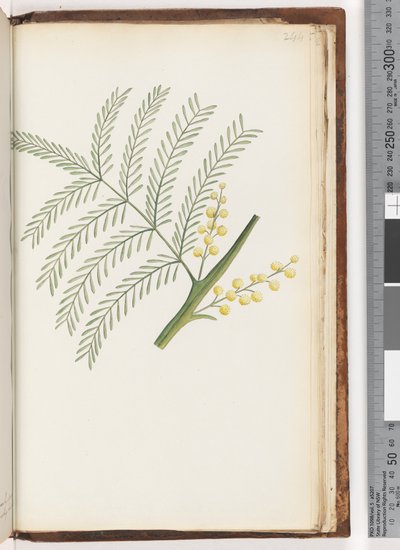 Unidentified Plant by Unknown