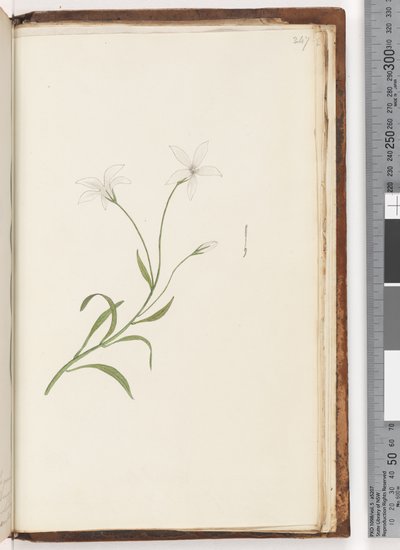 Page 247. Unidentified plant by Unknown artist