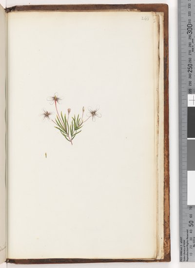 Unidentified Plant by Unknown