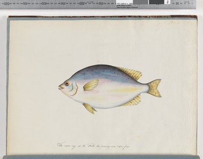 Page 24. Unidentified fish by Unknown artist