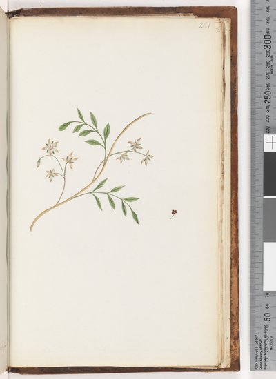 Page 251. Unidentified plant by Unknown artist