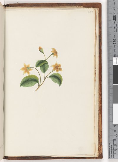 Unidentified Plant by Unknown
