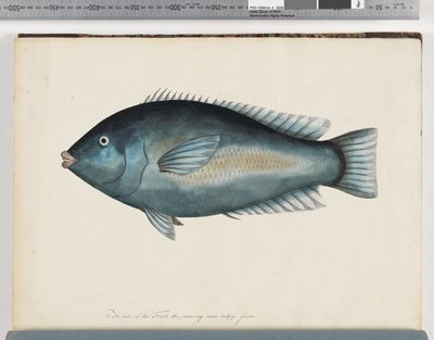 Unidentified Fish by Unknown