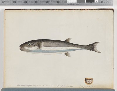 Unidentified Fish by Unknown artist