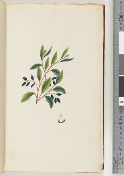 Page 2. Unidentified Plant by Unknown artist