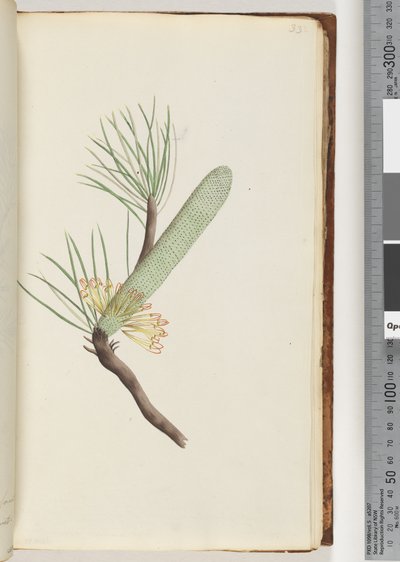 Page 33. Plant, Banksia spinulosa by Unknown artist