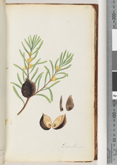 Page 36. Conchium by Unknown artist
