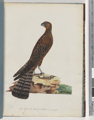 Page 36. Red Goshawk. Radiated Falcon by Unknown artist