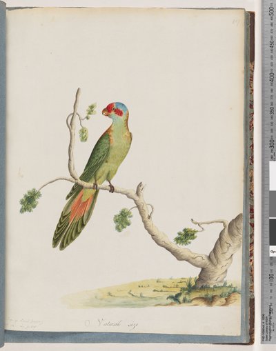Page 41. Musk Lorikeet by Unknown artist