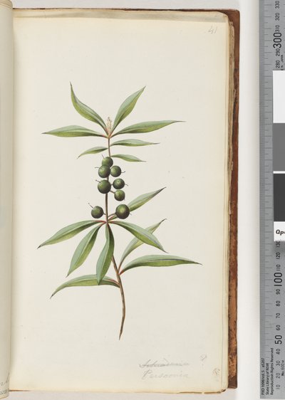 Page 41. Persoonia by Unknown artist