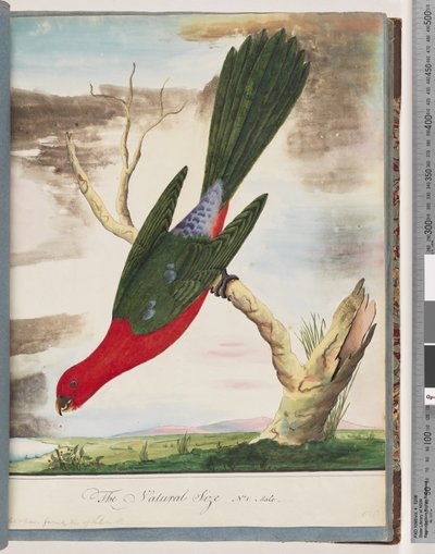 King Parrot by Unknown artist