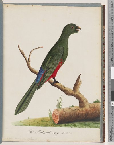 King Parrot by Unknown artist