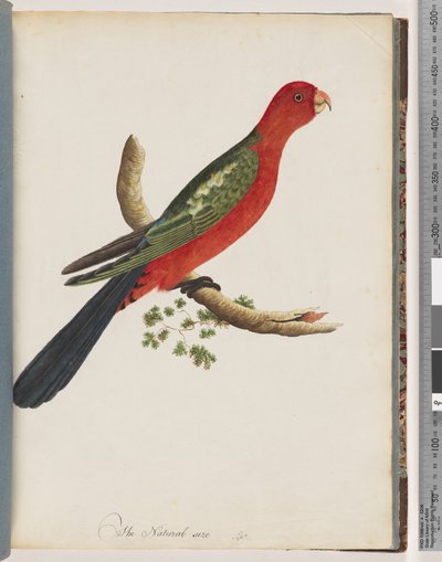 Page 44. King Parrot by Unknown artist