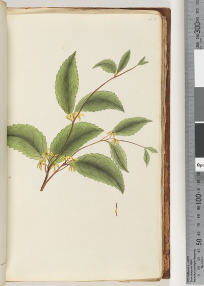 Unidentified Plant by Unknown