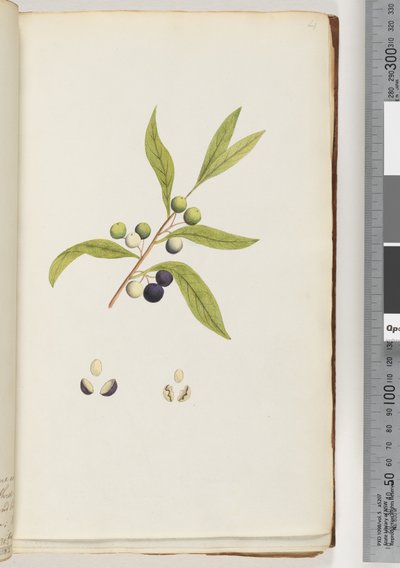 Page 4. Unidentified Plant by Unknown artist