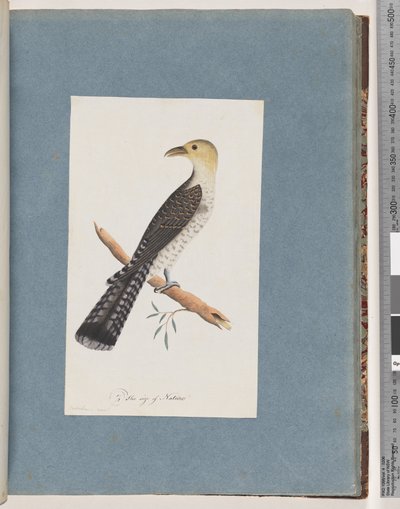 Page 52. Pallid Cuckoo by Unknown artist
