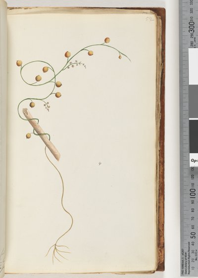 Page 52. Unidentified plant by Unknown artist