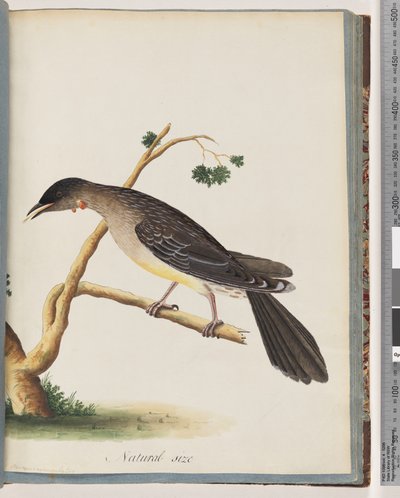 Red Wattlebird by Unknown artist