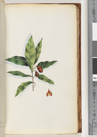 Page 58. Unidentified plant by Unknown artist