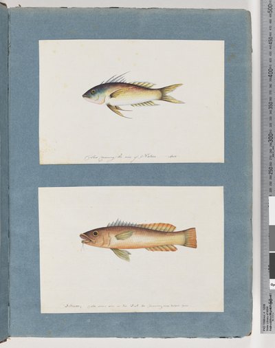 Unidentified Fish by Unknown artist
