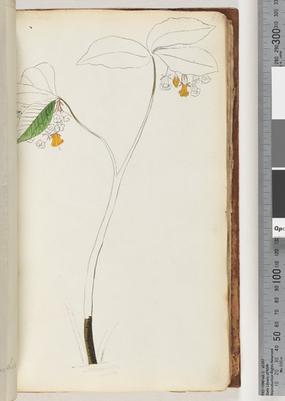 Page 61. No Inscription, Unfinished Drawing by Unknown artist