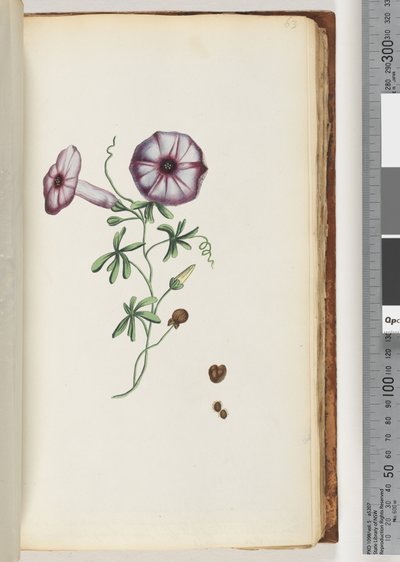 Page 63. Convolvulus by Unknown artist