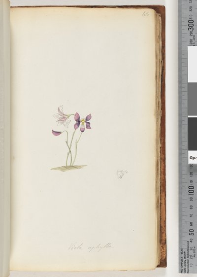 Page 66. Wild Violet by Unknown artist